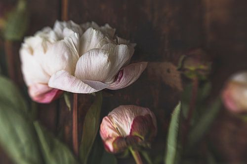 Moody Fine Art: macrofoto van witte pioenrozen