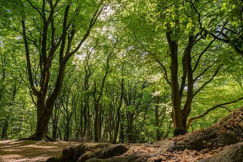 Veluwe Speulderbos im Frühling