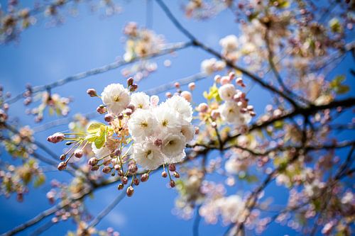 Hellrosa Kirschblüte auf einem Baumzweig vor tiefblauem Himmel