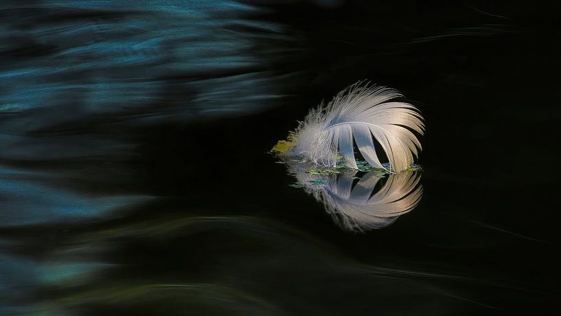 feathers by Marjo Snellenburg