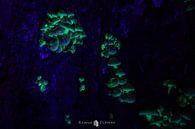 glowing mushrooms by Remco Ditmar thumbnail