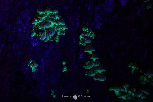 gloeiende paddenstoelen van Remco Ditmar