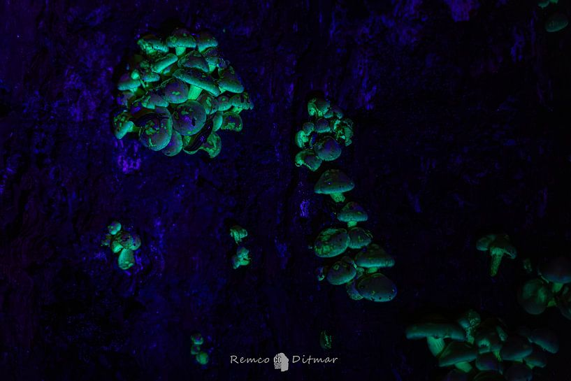 glowing mushrooms by Remco Ditmar