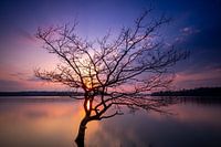 Lonely tree at the Möhnesee