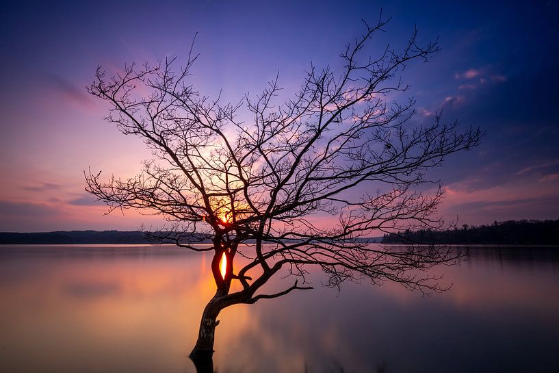 Lonely tree at the Möhnesee by phil.photographiert