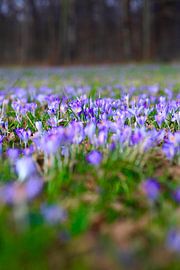 Crocuses