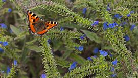 kleine vos vlinder  by Emanuel Luyten