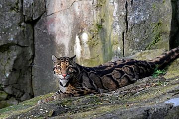 Close encounter with a clouded leopard by Rini Kools