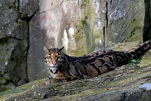 Wildlife: Close encounter met een nevelpanter