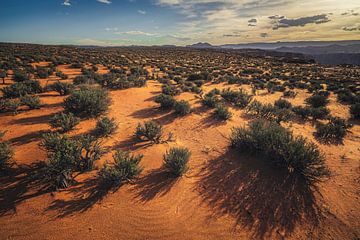 Vruchtbare woestijnvlaktes van Loris Photography