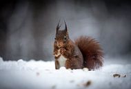 Squirrel in the snow von Mark Zanderink Miniaturansicht