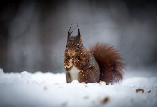 Squirrel in the snow