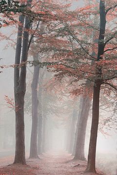 Herfst Droom. Autumn dream.Forest. van Saskia Dingemans Awarded Photographer