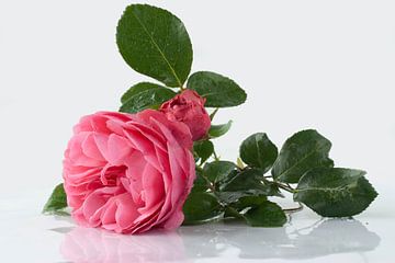 Roze roos met groene bladeren van Andrea Diepeveen