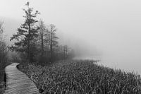Sumpf im Nebel