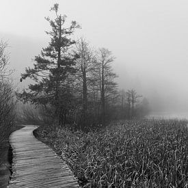 Swamp in fog by Peter Wierda