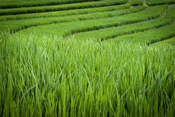 Groen rijstveld in Jatiluwih Bali van Bart Hageman Photography