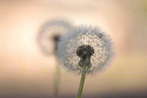 Just de two of us ( Twee zaadpluizen bij zonsopkomst) van Birgitte Bergman