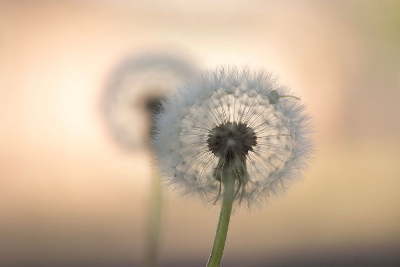 Just the two of us ( Two seedlings at sunrise) by Birgitte Bergman