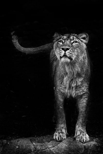 schaut und schnüffelt. Löwin weiblich ist eine große räuberische starke und schöne afrikanische Katz von Michael Semenov