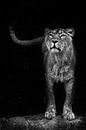 schaut und schnüffelt. Löwin weiblich ist eine große räuberische starke und schöne afrikanische Katz von Michael Semenov Miniaturansicht