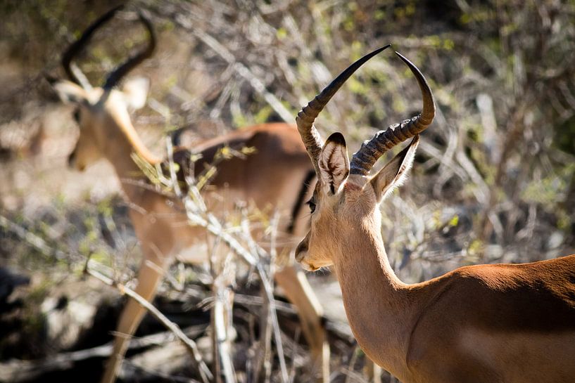 Impalas in Südafrika von Marcel Alsemgeest