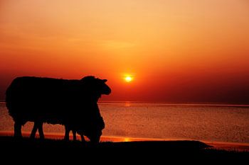 Schapen zonsondergang