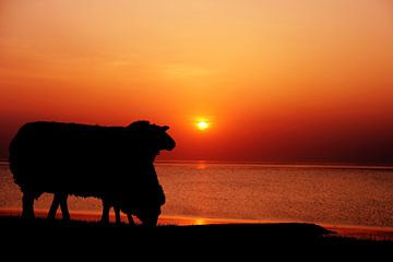 Schapen zonsondergang van Jeen Arendz
