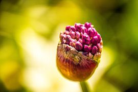 Bloem in de knoppen by Stedom Fotografie