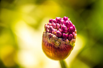 Bloem in de knoppen