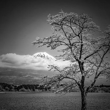Blooming Cherry tree in front of Mount Fuji - Monochrome