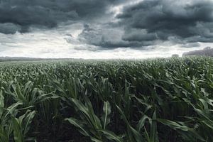 Maïsveld tegen sombere wolken en in stormachtig weer van Besa Art