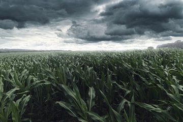 Maisfeld vor düsteren Wolken und im stürmischen Wetter von Besa Art