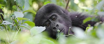 Jeune gorille de montagne, Ouganda sur Dirk-Jan Steehouwer
