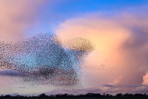 Spreeuwen tijdens zonsondergang aan het eind van de dag