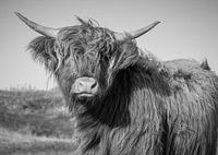 Schotse Hooglander in de duinen van Schoorl in zwart wit