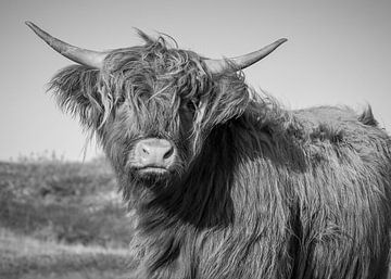 Schotse Hooglander in de duinen van Schoorl in zwart wit van Eefje John