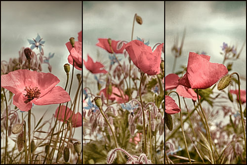 Coquelicots triptyque