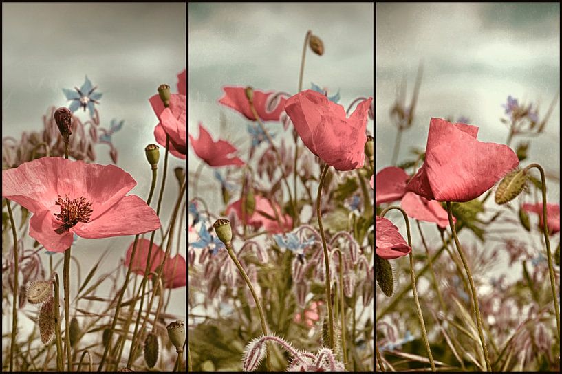 Coquelicots triptyque von Martine Affre Eisenlohr