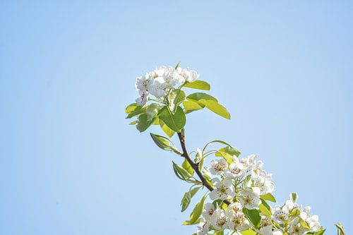 Witte bloesemboom, perenboom, voorjaar, lente