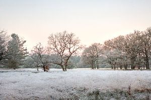 Bevroren landschap op de Veluwe