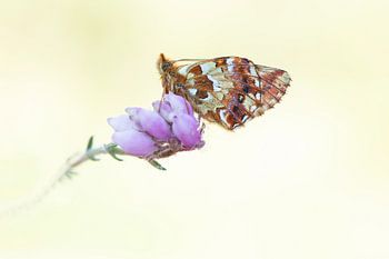 Veenbesparelmoervlinder op dopheide.