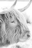 Scottish Highlander | Netherlands | Dunes | Animal photography