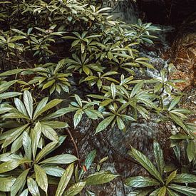 Grüne Ströme II von Insolitus Fotografie