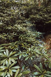 Verdant Currents II