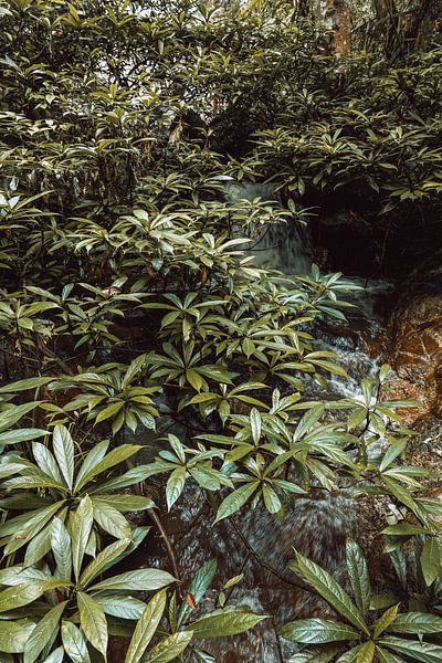 Verdant Currents II by Insolitus Fotografie