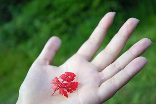 Rood blad op platte hand.