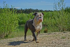 Daddy cool by Rebel Bully's