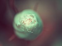 Flowerbud