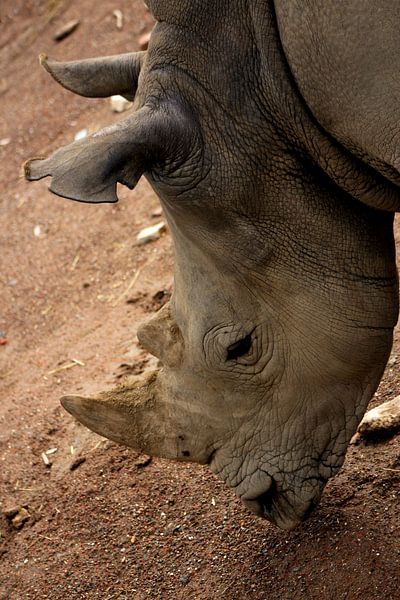 Neushoorn by Kim de Groot